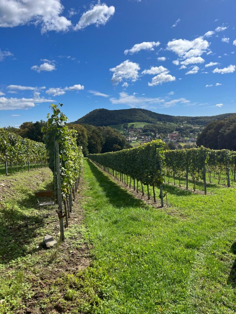 Weinberge Österreich