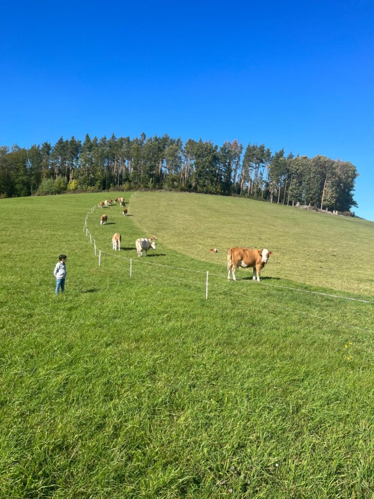 Alm Weide Österreichische Feinkost
