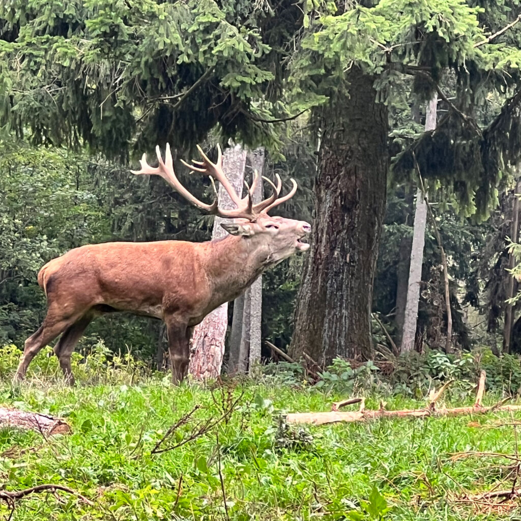 hirsch Feinkost aus Österreich